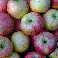 Raven Rocks Farm - Watauga County NC - Apples
