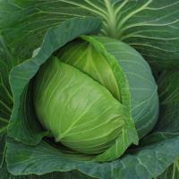 Raven Rocks Farm - Watauga County NC - Cabbage