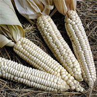 Raven Rocks Farm - Watauga County NC - Cherokee Corn