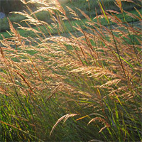 Raven Rocks Farm - Watauga County NC - Native Grasses