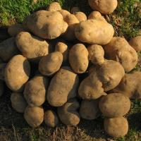 Raven Rocks Farm - Watauga County NC - Potatoes
