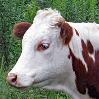 Raven Rocks Farm - Watauga County NC - Cattle